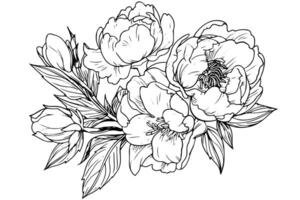 Clásico floral colección dibujado a mano rosas, barroco adornos, y peonía flores en negro y blanco, retro ilustración. vector