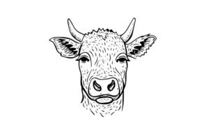 Vintage Cow Head Sketch Hand-Drawn Illustration of Dairy Cattle. vector
