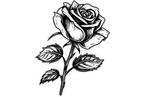 Vintage Woodcut Rose Engraved Floral Illustration with Boho Charm. vector