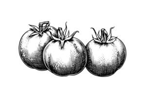 Tomato hand drawn ink sketch. Engraving vintage style illustration. vector