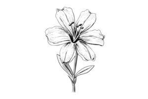 Saffron or crocus hand drawn ink sketch. Illustration in engraving vintage style. vector