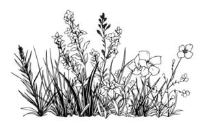 Hand drawn ink sketch of meadow wild flower landscape. Engraved style illustration. vector