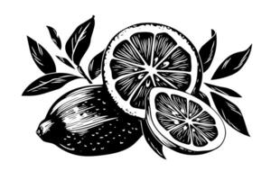 Vintage Citrus Sketch Hand-Drawn Lemon and Lime with Floral Accents. vector