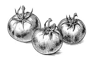 Tomato hand drawn ink sketch. Engraving vintage style illustration. vector