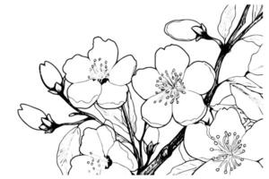 Cereza florecer mano dibujado tinta bosquejo. sakura en grabado estilo ilustración. vector
