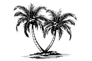 Palm tree with coconut hand drawn sketch. Ink silhouette illustration. vector