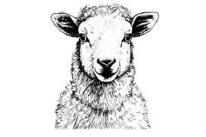 Cute sheep hand drawn ink sketch. Engraved style illustration. vector