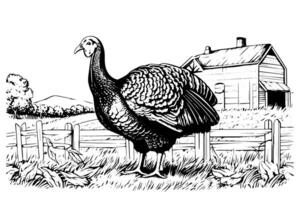 Rural landscape with turkey hand drawn ink sketch. Engraving vintage style illustration. vector