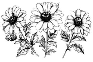 Clásico girasol bosquejo dibujado a mano flor ilustración en negro y blanco. vector