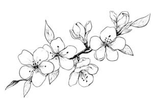 Sakura branch hand drawn ink sketch. Engraved style illustration. vector