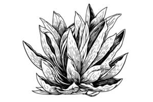 Clásico dibujado a mano bosquejo de agave planta tequila ilustración con azul cactus y Desierto flora. vector