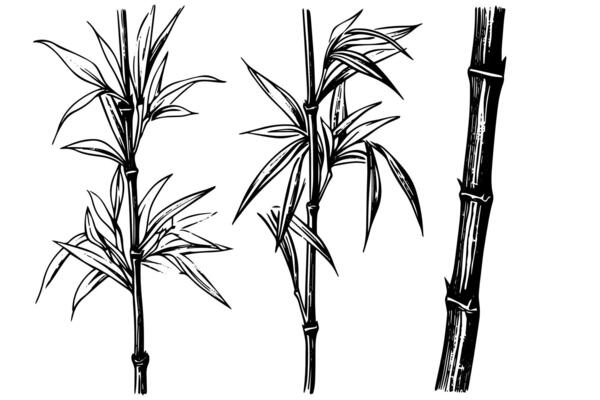 Hand drawn ink sketch of bamboo leaves and branches.