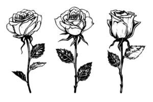 Vintage Floral Elegance Hand-Drawn Rose Sketch in Monochrome Engraved Pack. vector