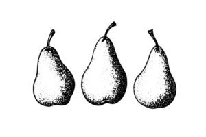 Pear fruit hand drawn ink sketch. Engraved style illustration. vector