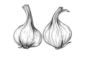 Garlic heads hand drawn ink sketch. Engraving vintage style illustration. vector