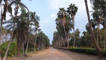 Palm Tree Lined Road in Asia video