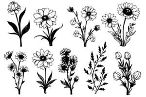 Hand drawn ink sketch of meadow wild flower set. Engraved style illustration. vector