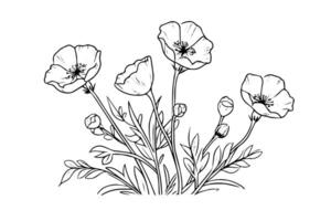 Hand drawn ink sketch of meadow wild flower. Engraved style illustration. vector