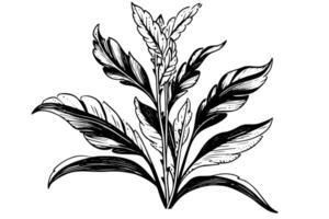 Vintage Mint Leaf Sketch Botanical Illustration of Peppermint and Spearmint. vector