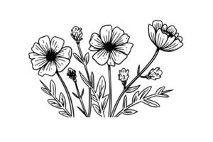 Hand drawn ink sketch of meadow wild flower. Engraved style illustration. vector