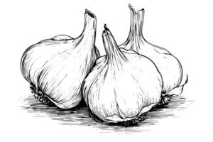 Vintage Hand-Drawn Garlic Sketch Illustration of Cloves and Bulb, with Pepper, Rosemary, and Parsley Accents. vector