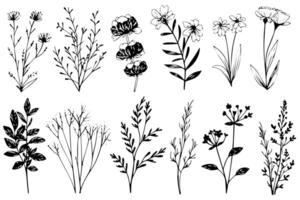 Hand drawn ink sketch of meadow wild flower set. Engraved style illustration. vector