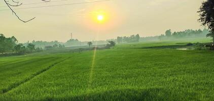 a rice field with a sun rising over it, a field with green grass and a sun shining in the distance photo