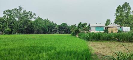 a rice field of green rice with trees in the background, rice field on a cloudy day, rice fields are a common sight. green rice field photo