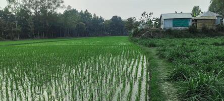 farm in the countryside, a field of green rice growing in the middle of a field, a rice field with a green plant growing in it.rice fields are a common sight in the region. photo