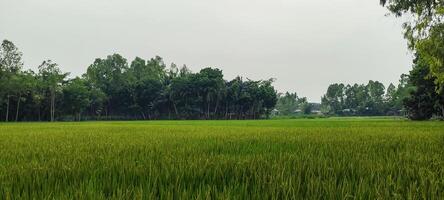 a rice field of green rice with trees in the background, rice field on a cloudy day, rice fields are a common sight. green rice field photo