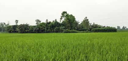 rice fields in the countryside, a green rice field with trees and grass, rice field in the summer, photo