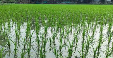 a field of green rice growing in the middle of a field, a rice field with a green plant growing in it.rice fields are a common sight in the region. photo