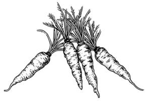 Vintage Carrot Sketch Hand-Drawn Illustration of Fresh Vegetable, Engraved Style. vector