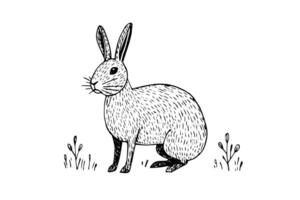 Vintage Rabbit Sketch Hand-Drawn Illustration, Easter Bunny. vector