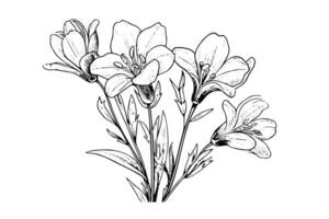 Saffron or crocus hand drawn ink sketch. Illustration in engraving vintage style. vector