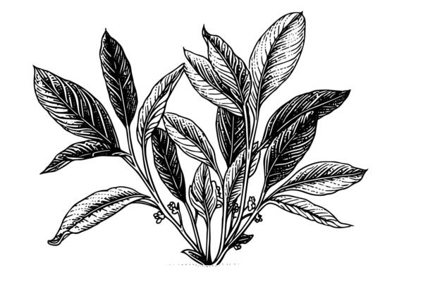 Vintage Mint Leaf Sketch Botanical Illustration of Peppermint and Spearmint.