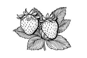 Vintage Hand-Drawn Sketch of Strawberry, Retro Illustration with Botanical Elements, Isolated on White Background vector