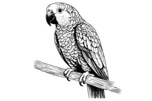 Parrot sitting on a branch hand drawn ink sketch. Engraved style illustration. vector