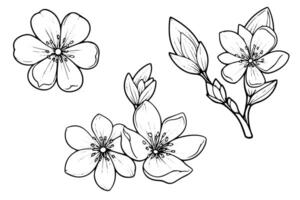 Cherry blossom hand drawn ink sketch. Sakura in engraving style illustration. vector