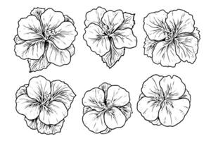 Hibiscus flower hand drawn ink sketch. Engraved style illustration. vector