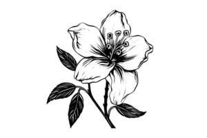 Vintage Floral Hand-Drawn Line Art with Hibiscus and Rose Elements. vector