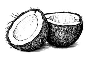 Vintage Coconut Sketch Hand-Drawn Illustration of Tropical Fruit with Milk and Straw. vector