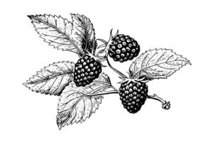 Blackberry or raspberry hand drawn ink sketch. Engraving vintage style illustration. vector