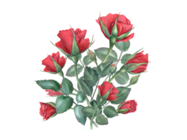 Red rose bouquet. Elegant flowers and green leaves on stem. Romantic flower. Vintage realistic botanical roses. Watercolor illustration of summer romantic plants. For wedding greeting, for memory day. png