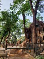 three giraffes in a cage photo