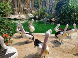 a flock of pelicans sunbathing photo