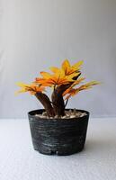 Small autumn flowerpot on white background. photo