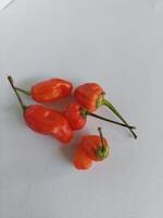 Fresh Red Chili on white background photo