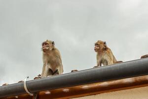 Two monkeys with brown hair are on the roof. photo