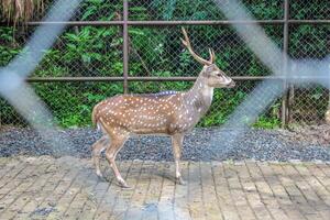 A deer with brown hair with antlers is visible from the side and visible between the bars. photo